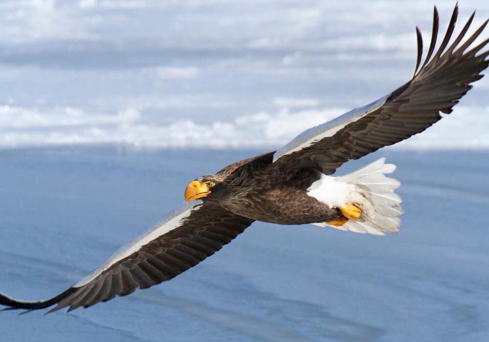 Sea Eagle